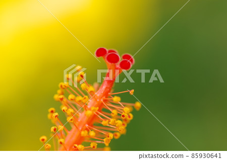 Hibiscus 85930641