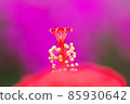 Hibiscus 85930642