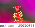Hibiscus 85930643