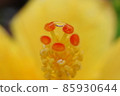 Hibiscus 85930644