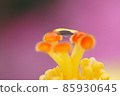 Hibiscus 85930645