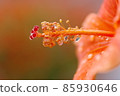 Hibiscus 85930646