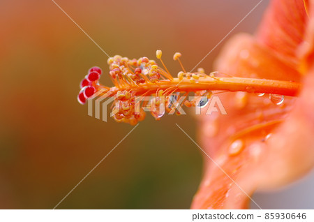Hibiscus 85930646