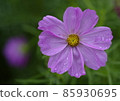 Cosmos 85930695
