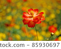 Cosmos 85930697