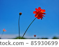 Cosmos 85930699