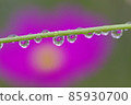 Cosmos 85930700