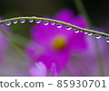 Cosmos 85930701