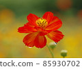 Cosmos 85930702