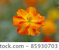 Cosmos 85930703