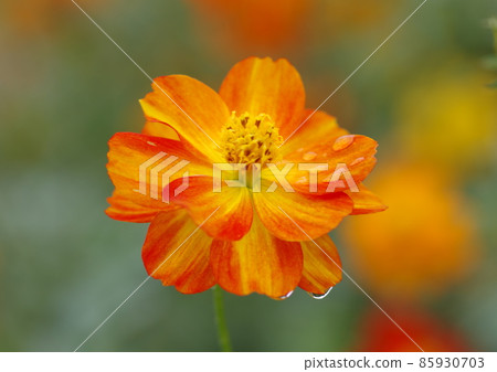 Cosmos 85930703