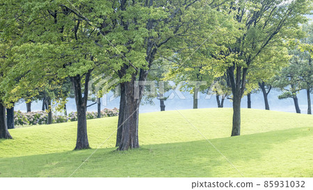 A walk through the grass in the park 85931032