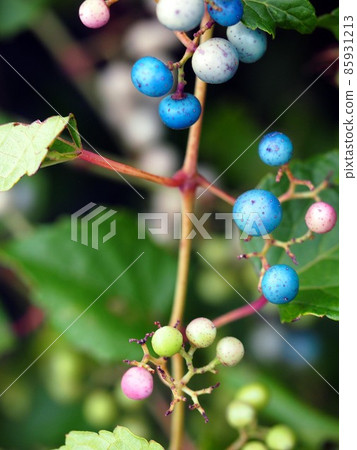 Light purple vines and bluish fruits of vines Light purple vines and bluish fruits of vines 85931213