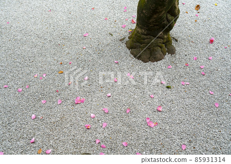 Spring at Honen-in Temple in Kyoto 85931314