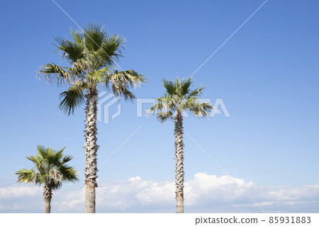 Palm trees and blue sky Palm trees and blue sky 85931883