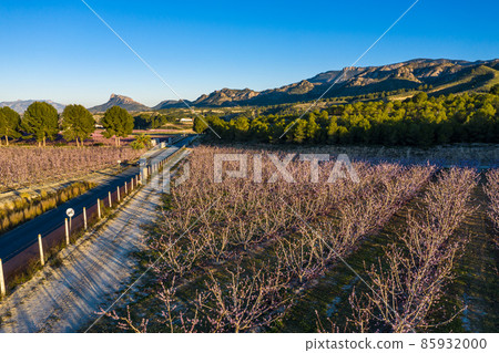 Peach blossom in Cieza La Torre in the Murcia region in Spain Peach blossom in Cieza La Torre in the Murcia region in Spain 85932000