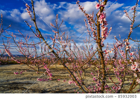 Peach blossom in Cieza La Torre in the Murcia region in Spain Peach blossom in Cieza La Torre in the Murcia region in Spain 85932003