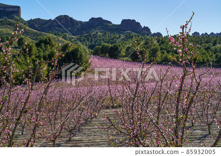 Peach blossom in Cieza La Torre in the Murcia region in Spain Peach blossom in Cieza La Torre in the Murcia region in Spain 85932005