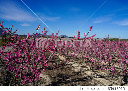 Peach blossom in Cieza, Mirador El Horno in the Murcia region in Spain Peach blossom in Cieza, Mirador El Horno in the Murcia region in Spain 85932013