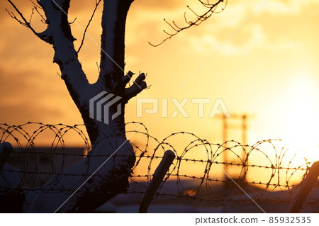 朝日和鐵絲網 85932535