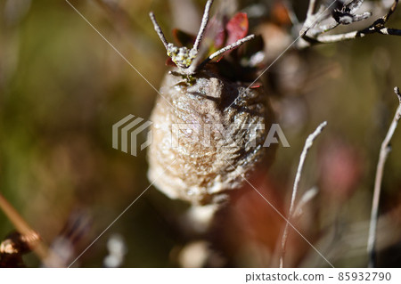 Mantis egg sheath 85932790
