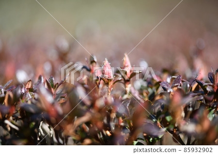 Satsuki in early spring Satsuki in early spring 85932902