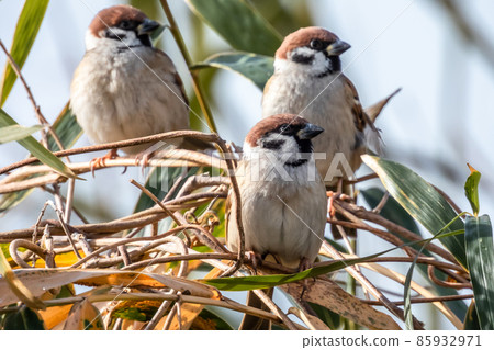 Sparrow in the bamboo bush 85932971