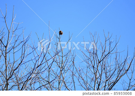 Chestnut tree guard 85933008
