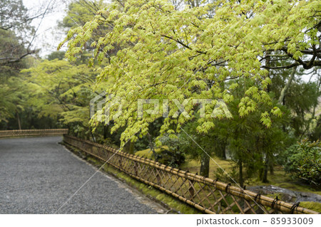 Spring of Kyoto Ryoanji Temple 85933009
