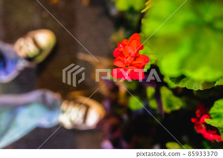 Red flowers in the night view Red flowers in the night view 85933370