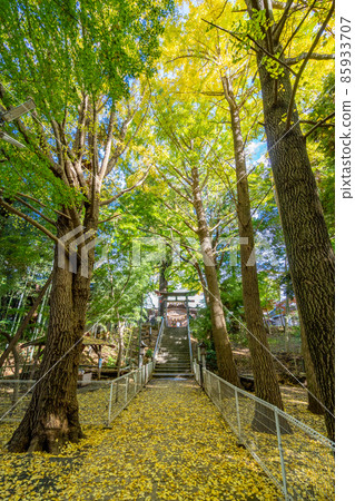 Autumn leaves on the approach to Ninomiya Shrine 85933707