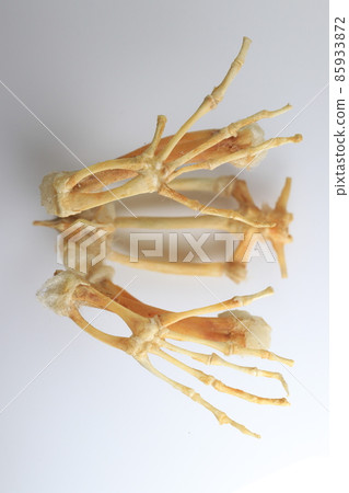 Studying about skeletons frog bones in a laboratory. Studying about skeletons frog bones in a laboratory. 85933872