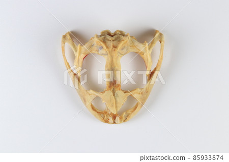 Studying about skeletons frog bones in a laboratory. 85933874
