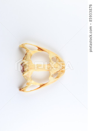 Studying about skeletons frog bones in a laboratory. Studying about skeletons frog bones in a laboratory. 85933876