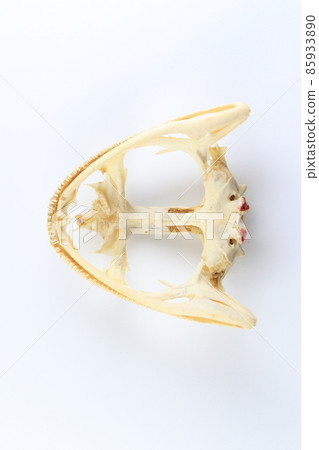 Studying about skeletons frog bones in a laboratory. 85933890
