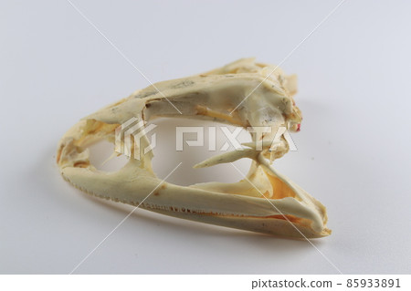 Studying about skeletons frog bones in a laboratory. Studying about skeletons frog bones in a laboratory. 85933891