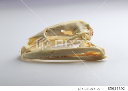 Studying about skeletons frog bones in a laboratory. 85933892