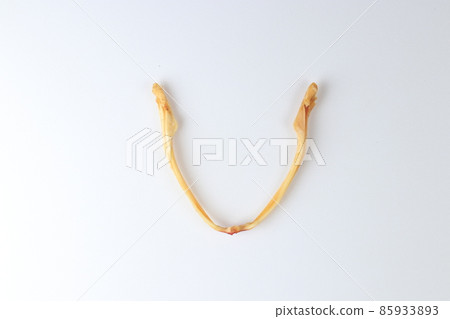 Studying about skeletons frog bones in a laboratory. 85933893