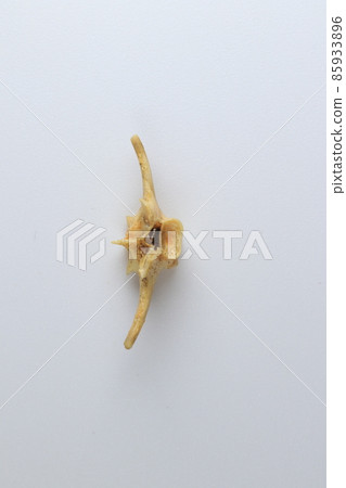 Studying about skeletons frog bones in a laboratory. 85933896