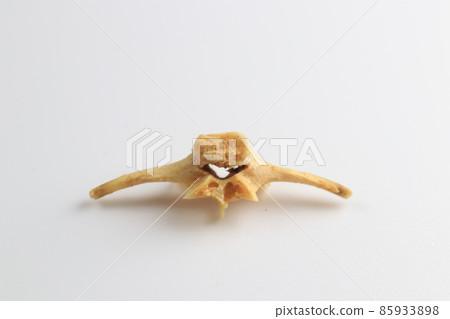 Studying about skeletons frog bones in a laboratory. Studying about skeletons frog bones in a laboratory. 85933898