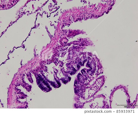 Animal tissue samples under the microscope in Lab. 85933971