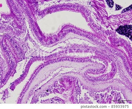 Animal tissue samples under the microscope in Lab. 85933975