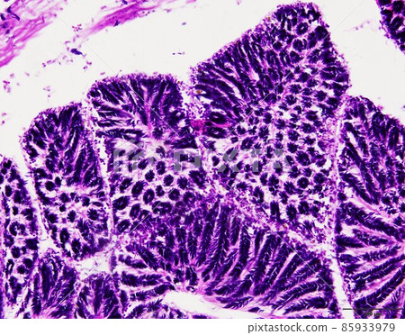 Animal tissue samples under the microscope in Lab. Animal tissue samples under the microscope in Lab. 85933979