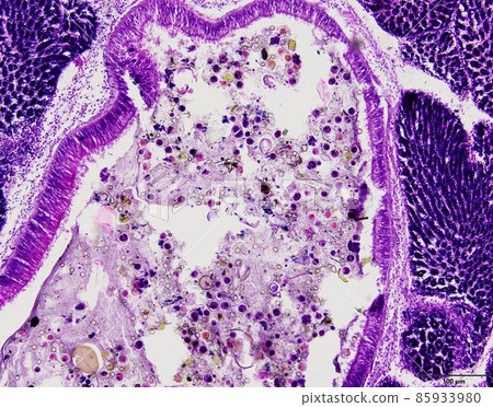 Animal tissue samples under the microscope in Lab. Animal tissue samples under the microscope in Lab. 85933980