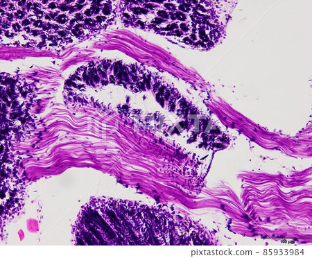 Animal tissue samples under the microscope in Lab. Animal tissue samples under the microscope in Lab. 85933984