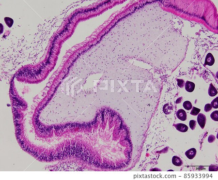 Animal tissue samples under the microscope in Lab. 85933994