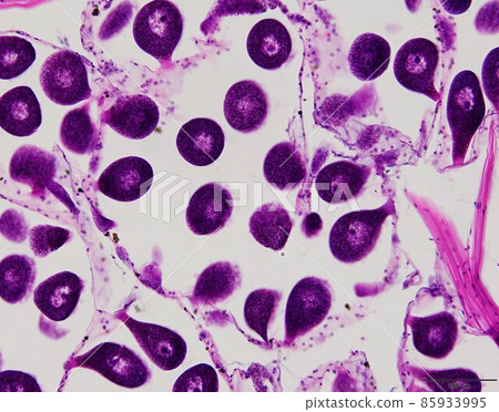 Animal tissue samples under the microscope in Lab. 85933995