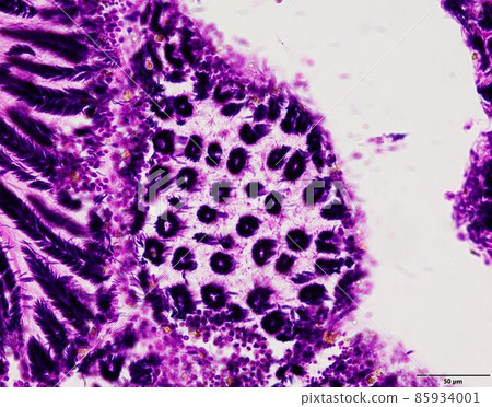 Animal tissue samples under the microscope in Lab. 85934001