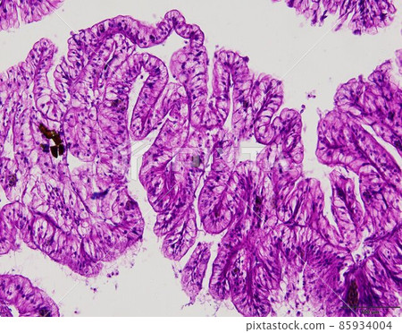 Animal tissue samples under the microscope in Lab. Animal tissue samples under the microscope in Lab. 85934004