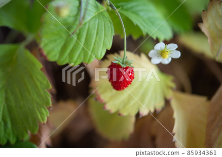 野草莓 野草莓 85934361